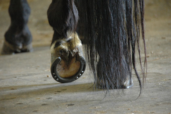 Le fer va couvrir l'ensemble de la paroi du sabot et va ainsi offrir un support protecteur au cheval. Les clous, qui permettent la fixation du fer au pied, ne procurent aucune douleur pour le cheval (zone non innervée).